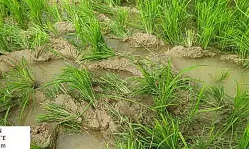 ओडिसा से पहुंचे जंगली हाथियों ने अब घाटी और बेलगांव में उजाड़ीं फसलें