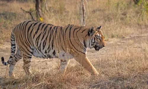 गोरेवाड़ा बचाव केन्द्र से 15 बाघ गुजरात हुए शिफ्ट, बढ़ी संख्या तो लिया फैसला
