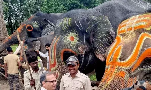 बांधवगढ टाईगर रिजर्व में हाथी महोत्सव का हुआ आगाज, सात दिवस तक हाथियों की चलेगी पिकनिक