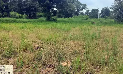 हाथियों ने रौंद डाली धान की फसल , किसानों का हुआ भारी नुकसान