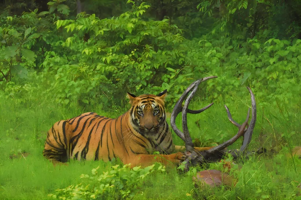ताड़ोबा में बाघ ने किया सांभर का शिकार, पर्यटकों ने अनुभव किया रोमांच ताड़ोबा में बाघ ने किया सांभर का शिकार, पर्यटकों ने अनुभव किया रोमांच