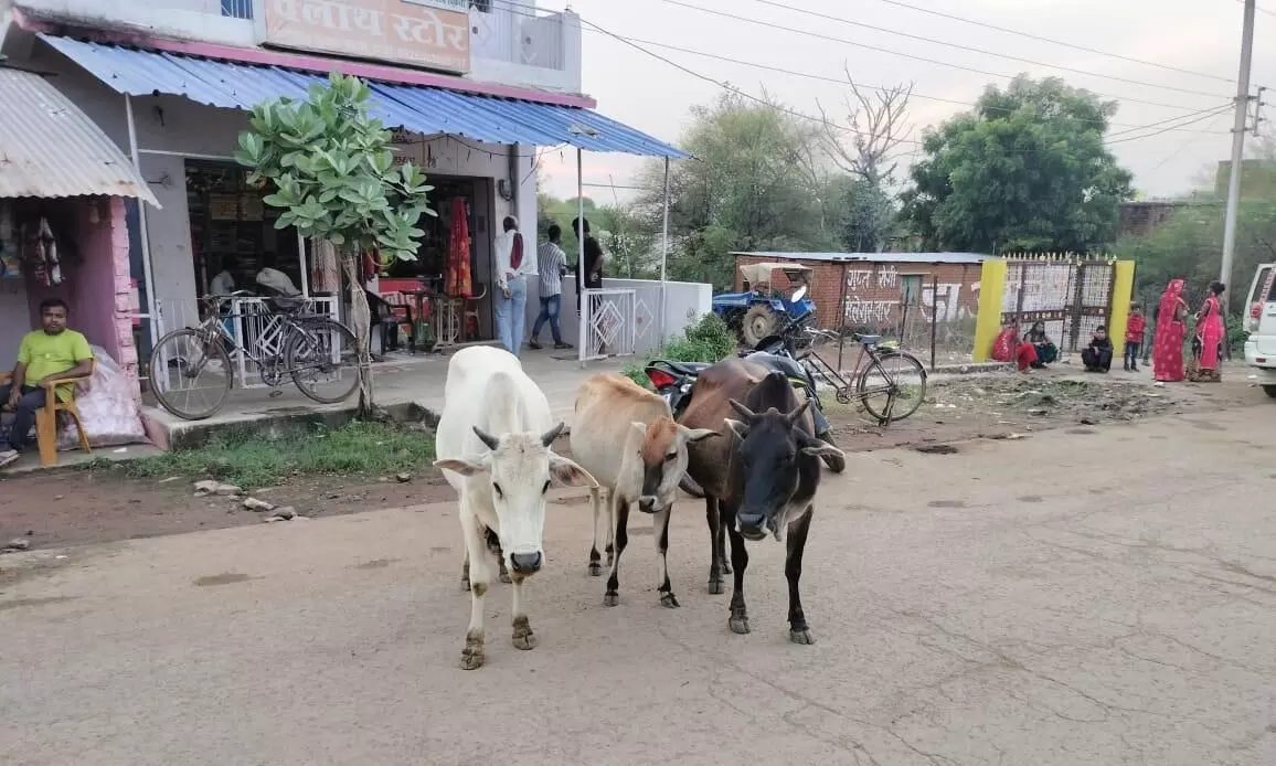 ऐरा पशुओं के खून से लथपथ हो रही है हर दिन सड़क ऐरा पशुओं के खून से लथपथ हो रही है हर दिन सड़क