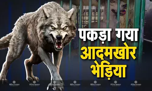 वन विभाग वालों की पकड़ में खूंखार भेड़िया, डंडे से पीटकर पीटकर नरभक्षी पर पाया काबू, तीन दर्जन लोगों की ले चुका था जान