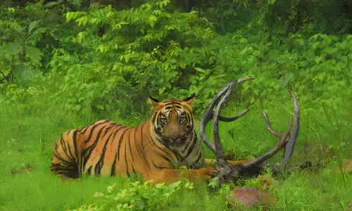 ताड़ोबा में बाघ ने किया सांभर का शिकार, पर्यटकों ने अनुभव किया रोमांच