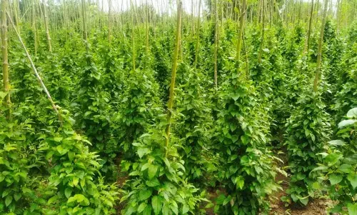 अंतिम सांसें गिन रही पान की खेती, पुश्तैनी व्यवसाय इतिहास बनने का खतरा अंतिम सांसें गिन रही पान की खेती, पुश्तैनी व्यवसाय इतिहास बनने का खतरा