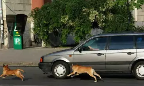 अगर आपके पीछे भी भागते हैं कुत्ते, तो भागने के बजाय समझें उनके व्यवहार को, ये हो सकती है वजह