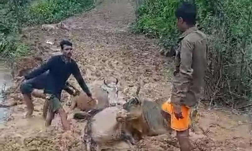 मोहन्द्रा में हांथी खूटा मोहल्ले का मार्ग दलदल में तब्दील मोहन्द्रा में हांथी खूटा मोहल्ले का मार्ग दलदल में तब्दील