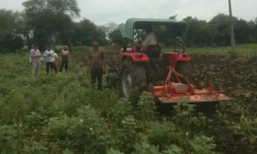 अमरावती में आठ एकड़ में लगी कपास की फसल पर चला दिया रोटावेटर अमरावती में आठ एकड़ में लगी कपास की फसल पर चला दिया रोटावेटर