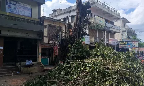 चंद्रपुर में 80 साल पुराना आस्था का पेड़ बरगद को पूरी तरह छांट दिया