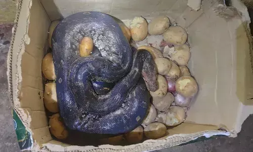 आलू का डिब्बा खोलते ही दिखा 8 फीट लंबा अजगर,  कर्मचारी के उड़े होश