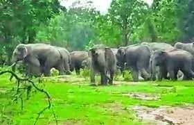हाथियों के झुंड ने कराडी के दर्जनों किसानों के खेतों में मचाया उत्पात हाथियों के झुंड ने कराडी के दर्जनों किसानों के खेतों में मचाया उत्पात