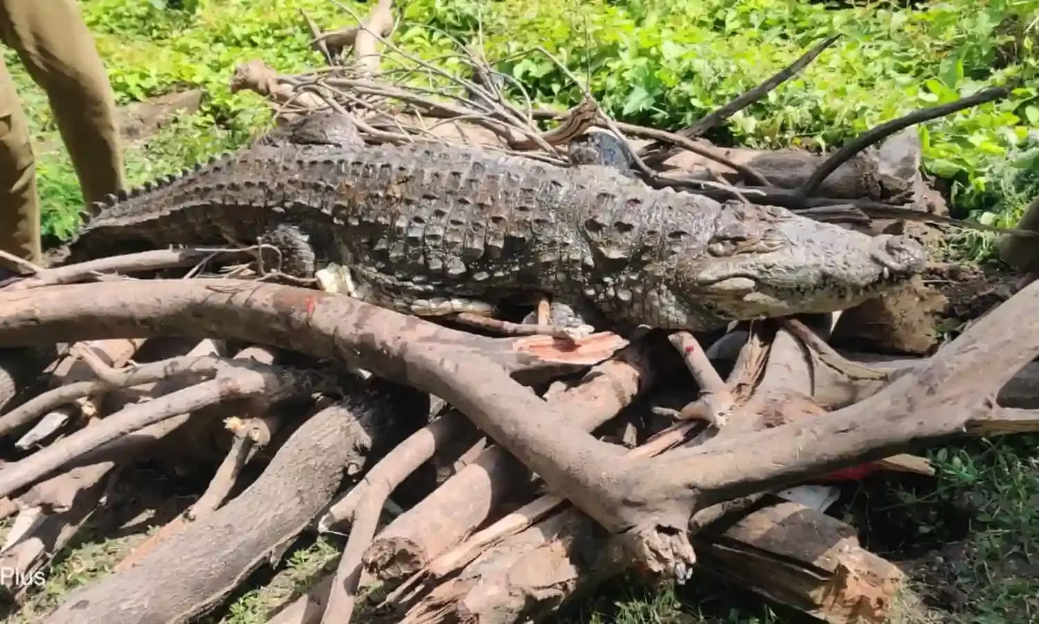 महाराज बाग में अब सैलानियों को नहीं दिखेगा मगरमच्छ, हार्ट-लीवर खराब होने से मौत