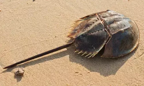 इस जानवर का खून है सबसे महंगा, एक लीटर खून में खरीद सकते हैं कार, जानकर होगी हैरानी