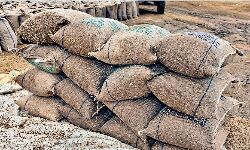 जबलपुर- 6 साल में गायब हो गई 107 करोड़ रु. की 52 हजार मीट्रिक टन धान