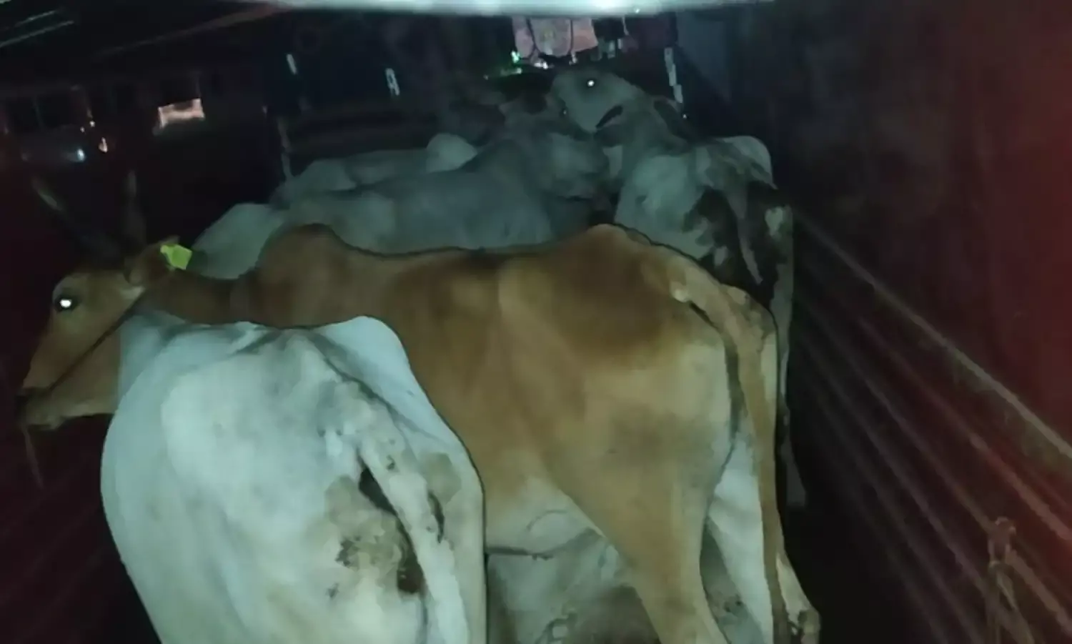 हरियाणा से हो रही थी गौवंश की तस्करी , पुलिस ने आरोपियों को दबोचा