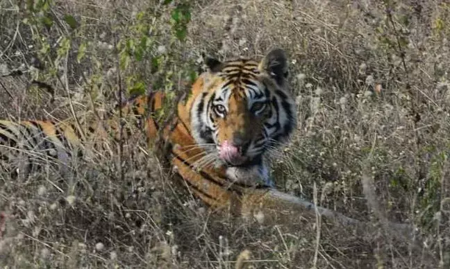 एक सप्ताह में बाघ के तीन अलग - अलग हमले, दो घायल, एक की दर्दनाक मौत