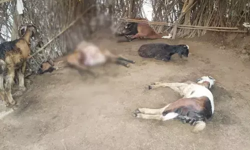 तबेले में बंधी बकरियों पर भेड़ियों के झुंड ने किया हमला , 25 बकरियों की मौत
