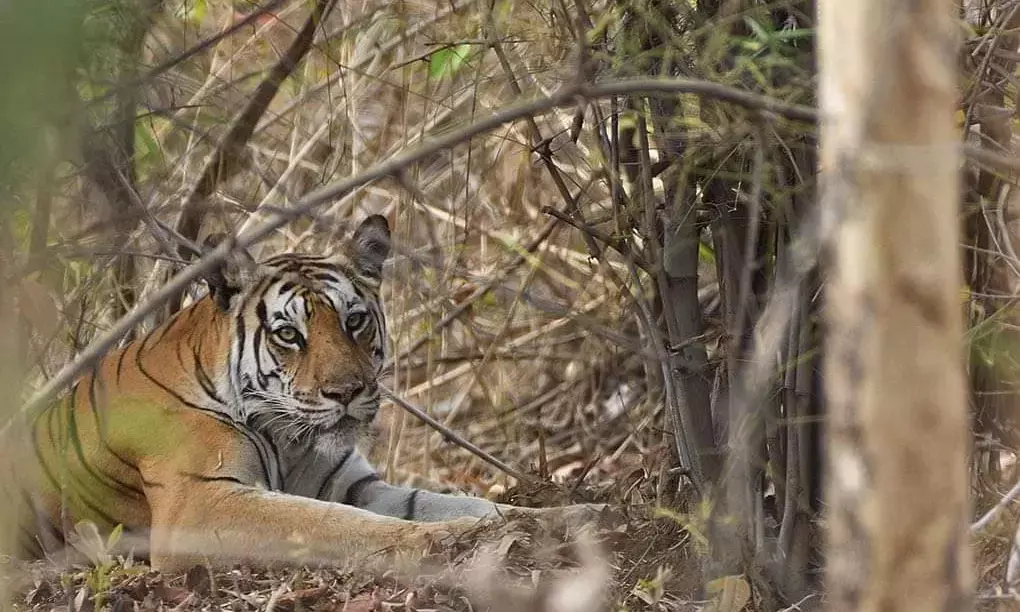 नागपुर गोरेवाड़ा के दो बाघ जाएंगे अमहमदाबाद , बदले में आये हिरण