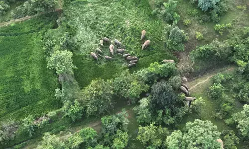 गडचिरोली के सूर्यडोंगरी क्षेत्र में जंगली हाथियों ने मचाया उत्पात