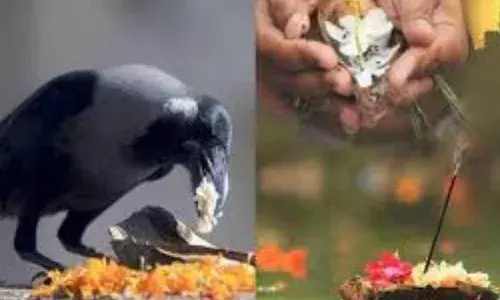 पितृ पक्ष में क्यों देते हैं कौवे को महत्व, क्यों कराते हैं कौए को भोजन, जानें इसके पीछे का महत्व