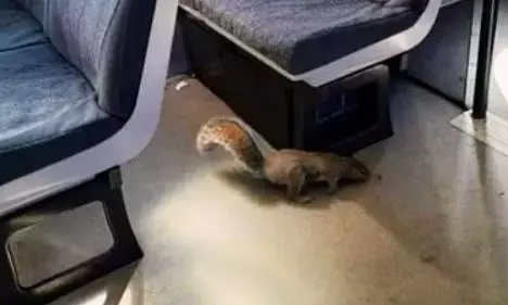 गिलहरियों के आतंक के चलते यात्रियों से भरी ट्रेन को करना पड़ा स्टॉप, जानें क्या है मामला