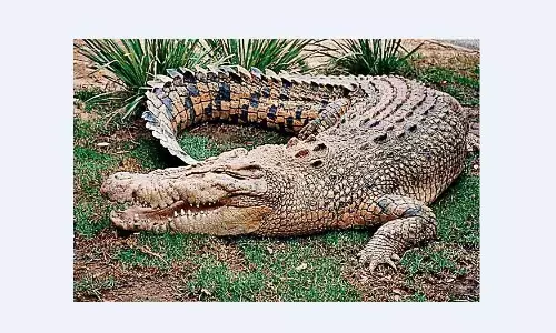 तिघरा में आठ फीट लंबे मगरमच्छ का खौफ