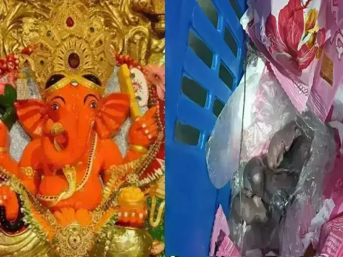 सोशल मीडिया पर वायरल वीडियो से विवाद, सिद्धिविनायक मंदिर के लड्डू प्रसाद पर चूहा ! सोशल मीडिया पर वायरल वीडियो से विवाद, सिद्धिविनायक मंदिर के लड्डू प्रसाद पर चूहा !