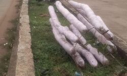 Shahdol News: पौधारोपण के बाद सुरक्षा को लेकर बरती जा रही लापरवाही Shahdol News: पौधारोपण के बाद सुरक्षा को लेकर बरती जा रही लापरवाही