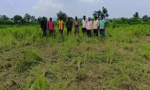 जंगली हाथी, अतिवृष्टि और बाढ़ की भेंट चढ़ीं फसलें, किसान चिंता में घिरे