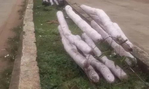 पौधारोपण के बाद सुरक्षा को लेकर बरती जा रही लापरवाही