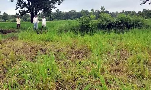 जंगली हाथियों ने गड़चिरोली गोगांव के खेतों में उजाड़ दीं धान की फसलें