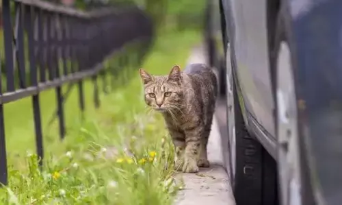 ट्रिप पर खोई पालतू बिल्ली, मालिक हुआ निराश, 1200 किमी का सफर कर वापस आई घर ट्रिप पर खोई पालतू बिल्ली, मालिक हुआ निराश, 1200 किमी का सफर कर वापस आई घर