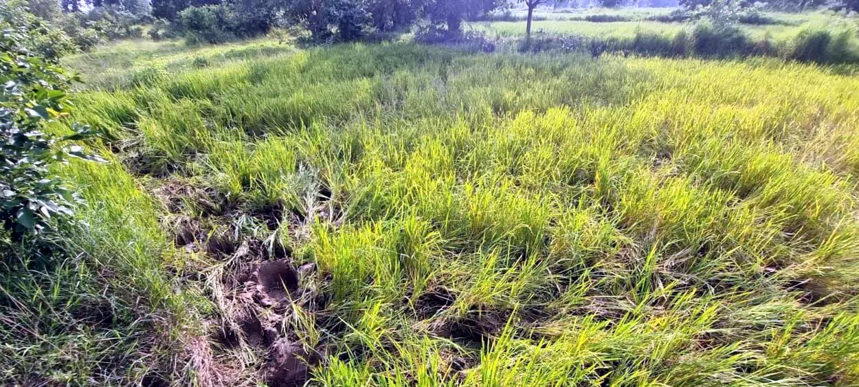 जंगली हाथियों ने ध्वस्त कर दी काटली-साखरा क्षेत्र के किसानों की धान की फसल जंगली हाथियों ने ध्वस्त कर दी काटली-साखरा क्षेत्र के किसानों की धान की फसल