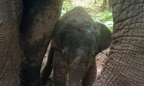 पेंच में आया नन्हा मेहमान, ‘शेरोन’ बनी मां