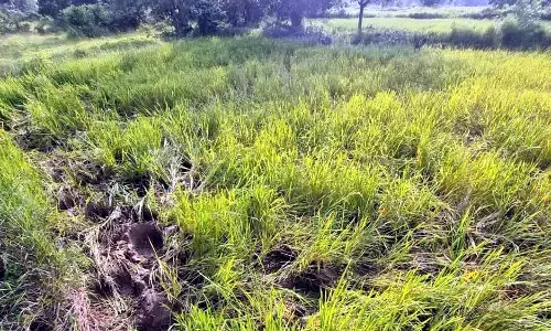 जंगली हाथियों ने ध्वस्त कर दी काटली-साखरा क्षेत्र के किसानों की धान की फसल