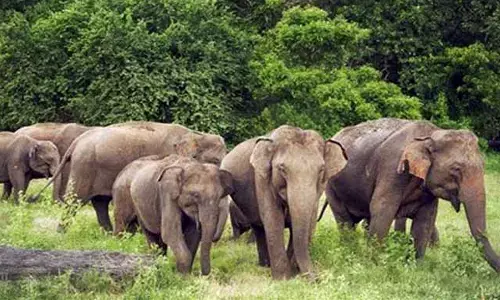 गडचिरोली शहर के दहलीज तक आ पहुंचा जंगली हाथियों का झुंड