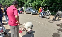 Chhindwara News- सड़क पर खून से लथपथ गौमाता कराहती रही, चिकित्सक पहुंचे लेकिन उपचार नहीं किया Chhindwara News- सड़क पर खून से लथपथ गौमाता कराहती रही, चिकित्सक पहुंचे लेकिन उपचार नहीं किया