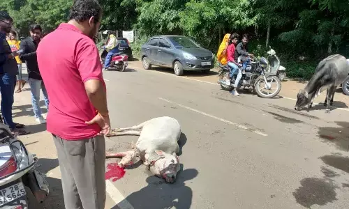 सड़क पर खून से लथपथ गौमाता कराहती रही, चिकित्सक पहुंचे लेकिन उपचार नहीं किया