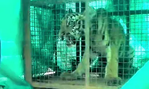 बाघिन से बिछड़कर गांव में घुस आया शावक, वनविभाग ने किया रेस्क्यू !