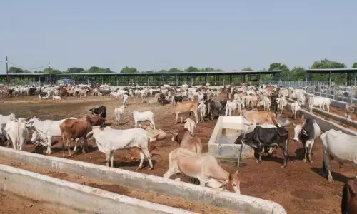 देश की पहली आधुनिक और आत्म-निर्भर गौ-शाला ग्वालियर में, मुख्यमंत्री मोहन यादव ने जताया प्रधानमंत्री मोदी और संतों का आभार देश की पहली आधुनिक और आत्म-निर्भर गौ-शाला ग्वालियर में, मुख्यमंत्री मोहन यादव ने जताया प्रधानमंत्री मोदी और संतों का आभार