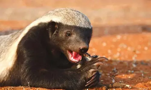 नशे करने वाले इस जानवर से शेर भी रहते हैं दूर, जानें इस अजीबोगरीब जानवर के बारे में कुछ अनोखी बातें