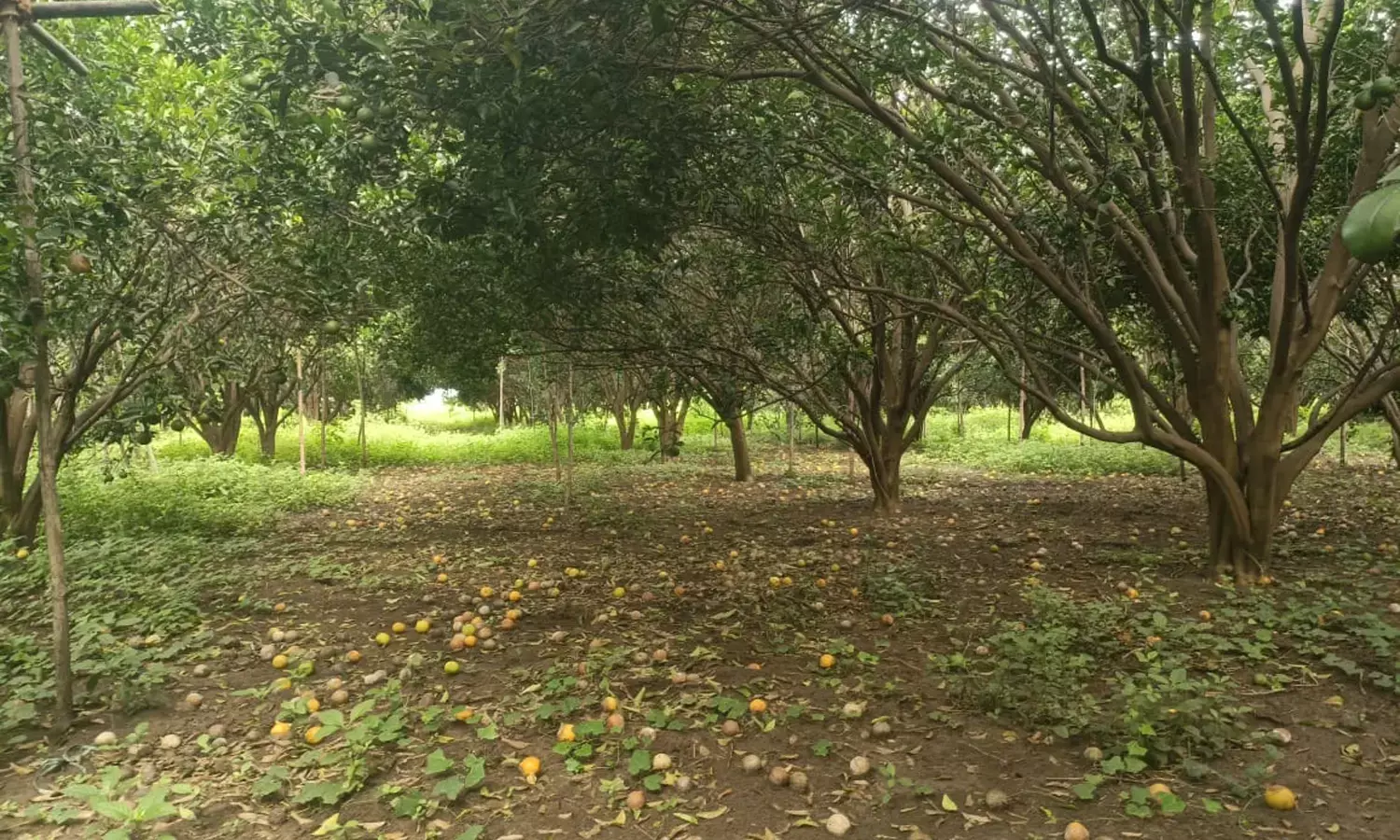 आंबिया बहार हुई चौपट,  किसानों को जल्द मिलेंगे 814 करोड़ रुपए