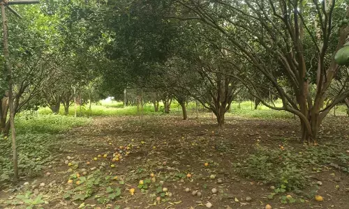 आंबिया बहार हुई चौपट, किसानों को जल्द मिलेंगे 814 करोड़ रुपए आंबिया बहार हुई चौपट, किसानों को जल्द मिलेंगे 814 करोड़ रुपए