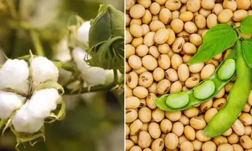 कपास और सोयाबीन उत्पादकों के खातों में जमा हुए 35 करोड़ रुपए