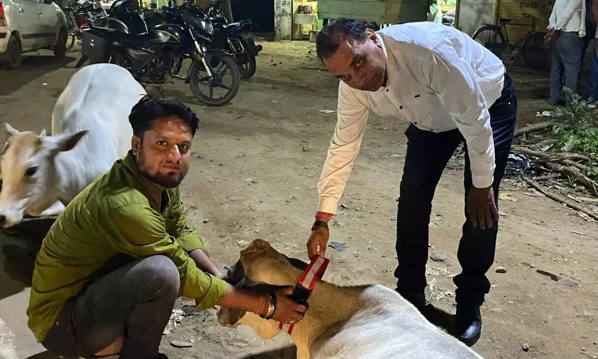 हादसों से बचाने मवेशियों को लगा रहे रेडियम बेल्ट हादसों से बचाने मवेशियों को लगा रहे रेडियम बेल्ट