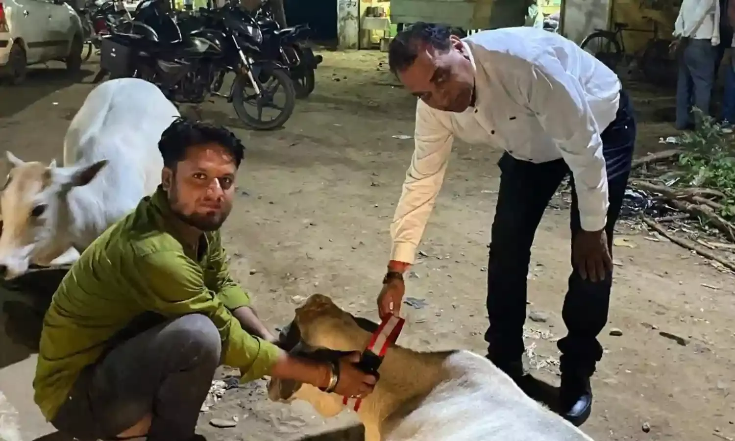 हादसों से बचाने मवेशियों को लगा रहे रेडियम बेल्ट