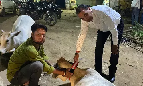 हादसों से बचाने मवेशियों को लगा रहे रेडियम बेल्ट