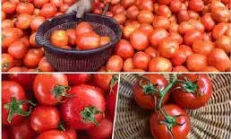 सरकार ने दिल्ली में सस्ता टमाटर बेचना शुरू किया, उपभोक्ताओं को मिलेगी राहत सरकार ने दिल्ली में सस्ता टमाटर बेचना शुरू किया, उपभोक्ताओं को मिलेगी राहत