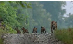 Panna News- नन्हें चार शावकों के साथ पर्यटकों को नजर आई बाघिन, पन्ना टाइगर रिजर्व में बाघिन पी-१४१ के शावक पहली बार देखे जाने से उत्साह