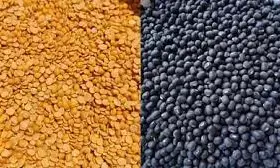 तुअर और उड़द की कीमतों में 10 प्रतिशत की गिरावट, केंद्र ने कीमत पर की चर्चा तुअर और उड़द की कीमतों में 10 प्रतिशत की गिरावट, केंद्र ने कीमत पर की चर्चा